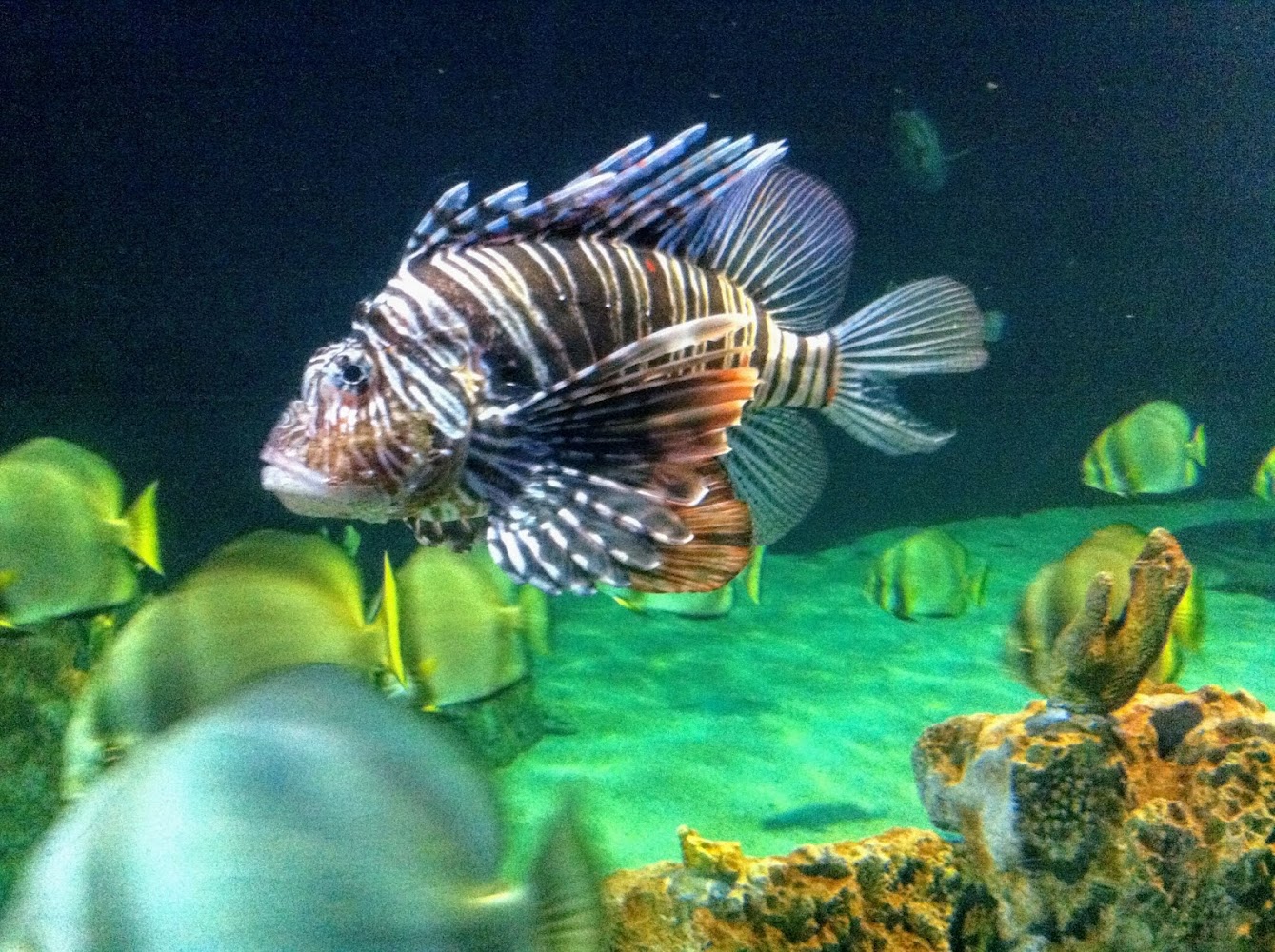 Acquario di Livorno