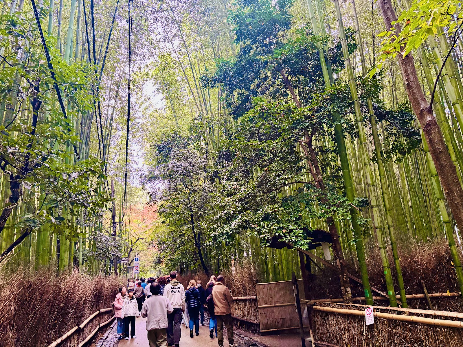 Arashiyama Bamboo Forest