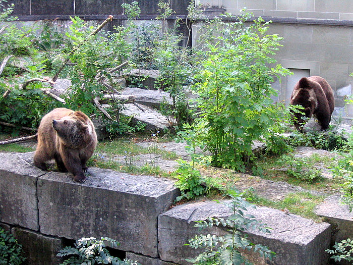 Bärenpark (Bear Park)