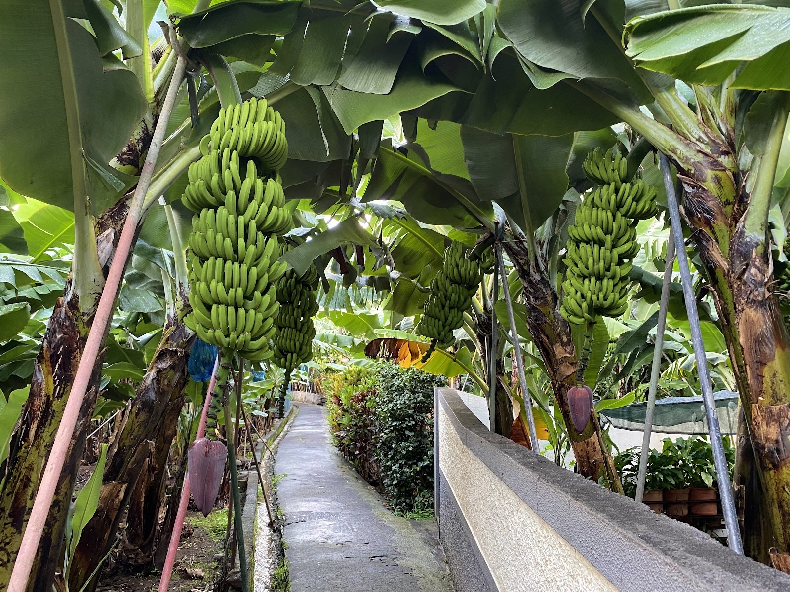 RB2 Vereda do Nateiro (Banana route)