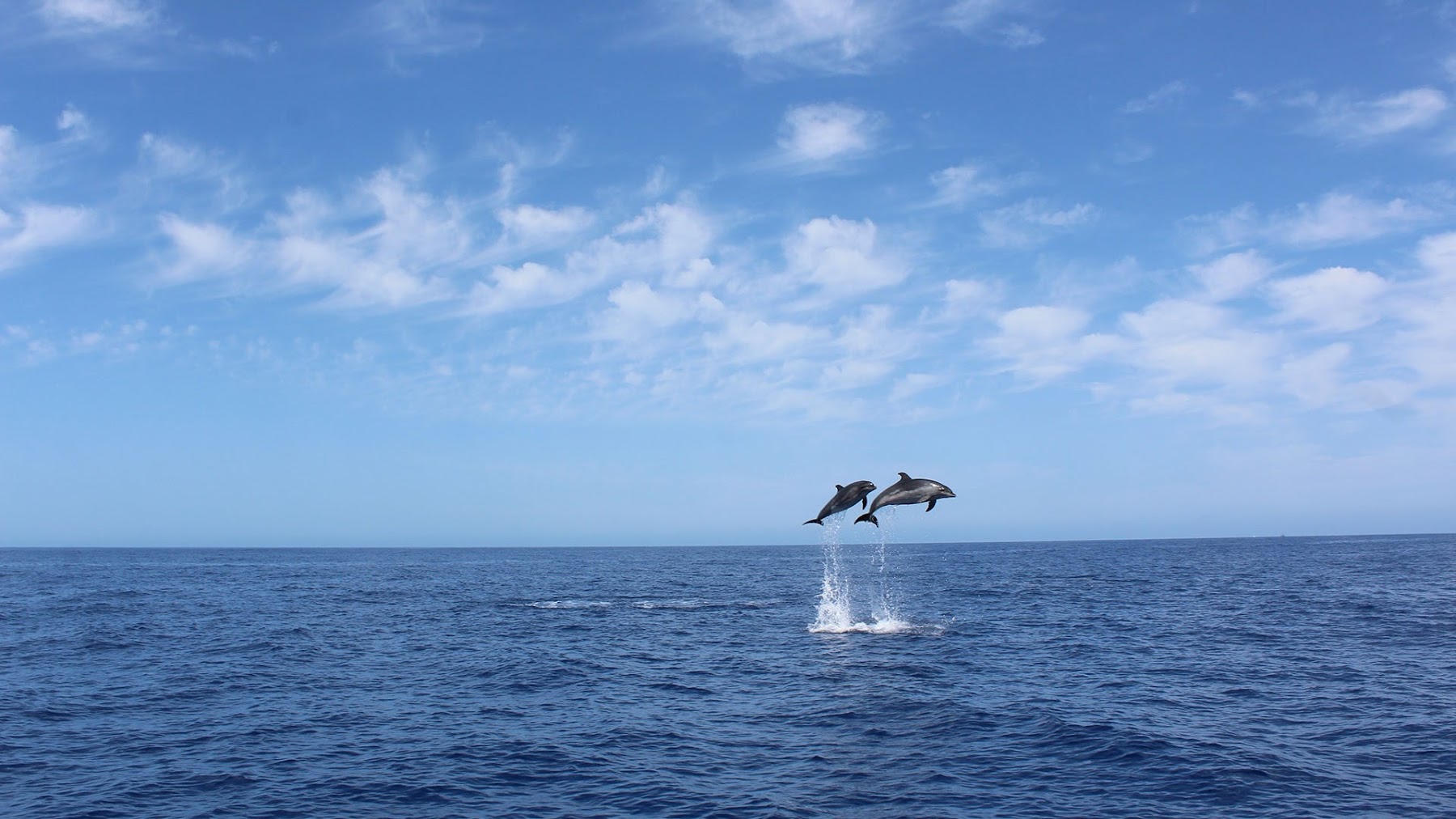 On Tales - Whales and Dolphins Watching Tours
