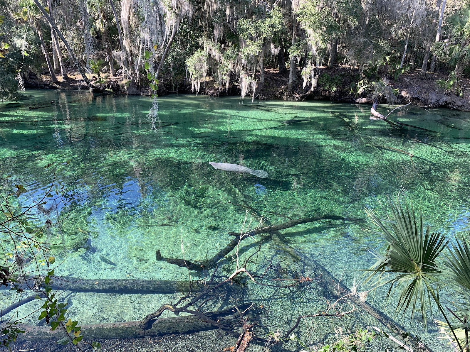 Blue Spring State Park