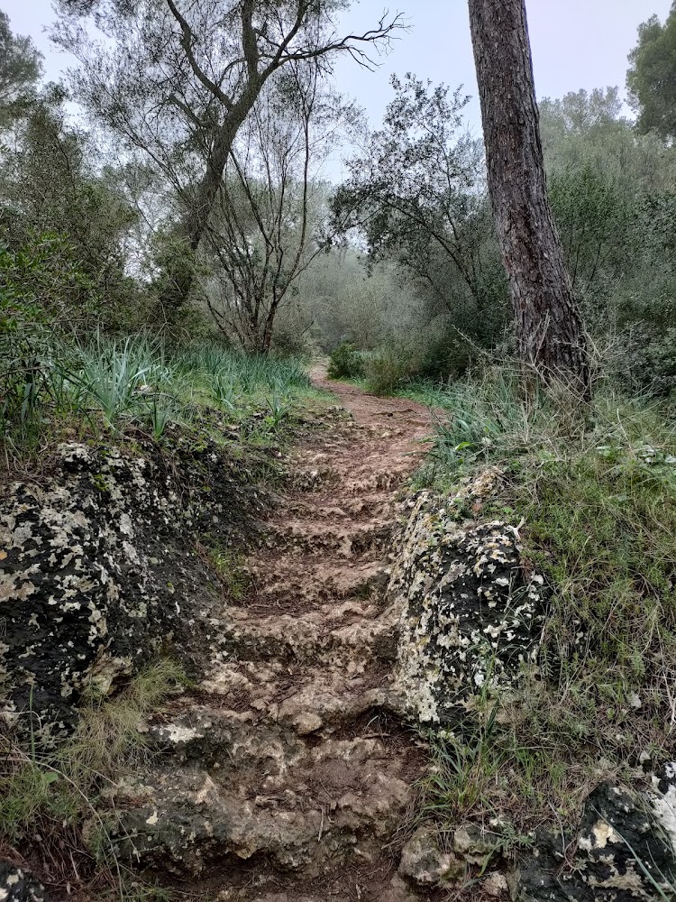 Bosc de Bellver
