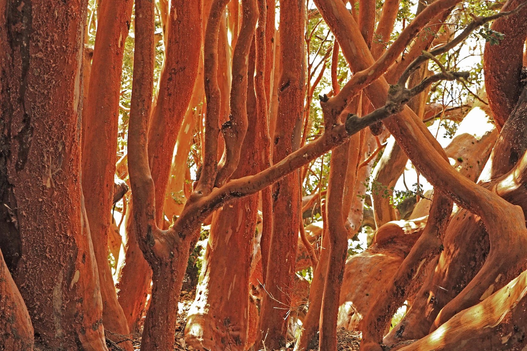Bosque de Arrayanes