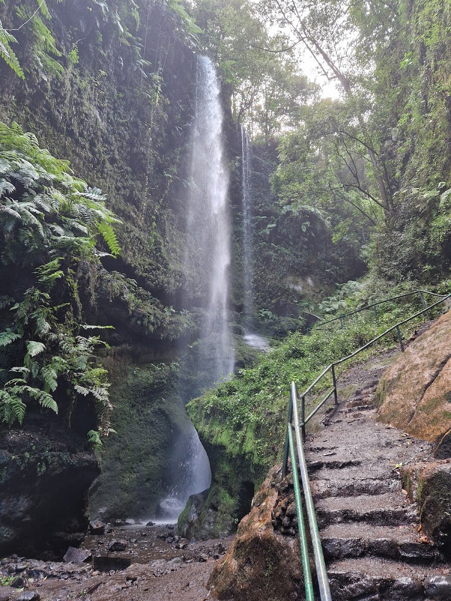 Bosque De Los Tilos