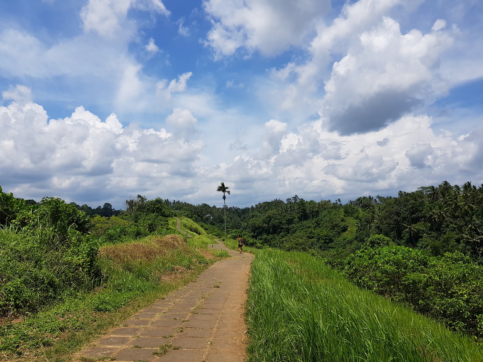 Campuhan Ridge Walk
