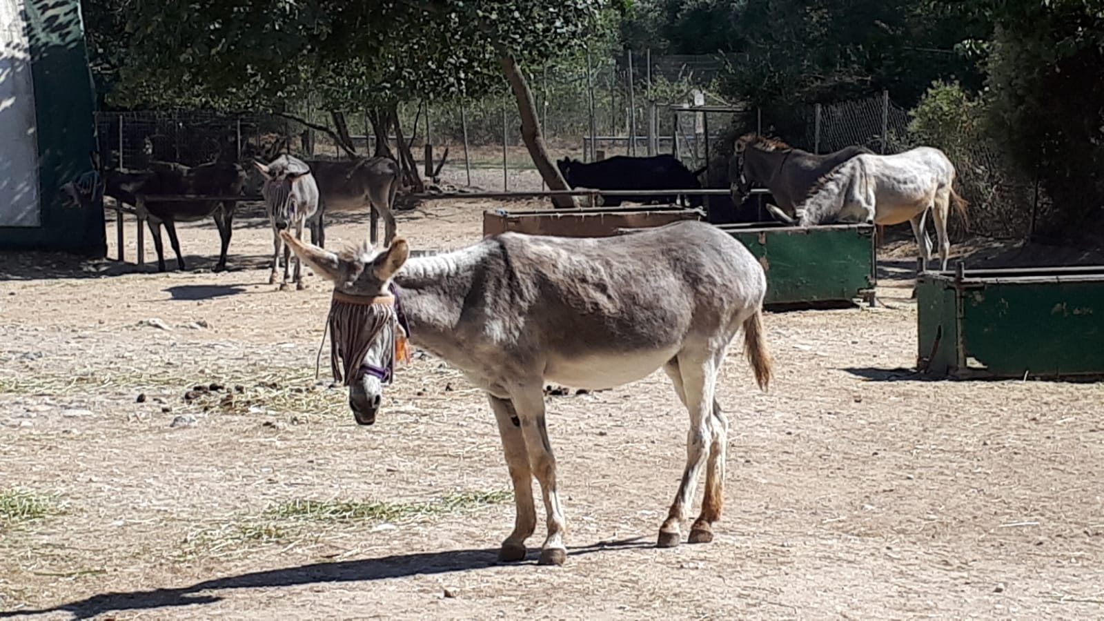 Corfu Donkey Rescue