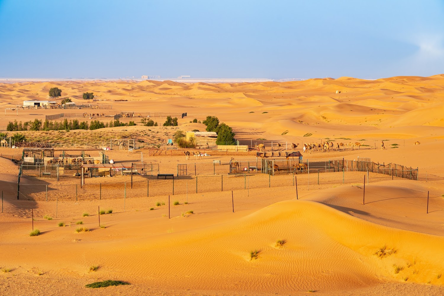 Dubai Desert Conservation Reserve