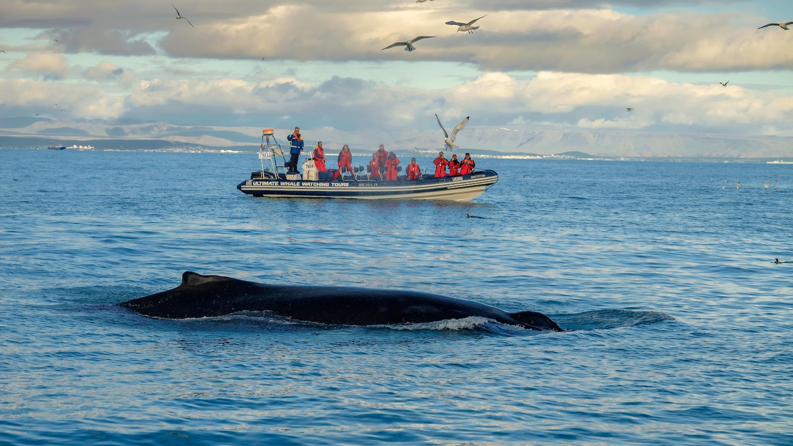 Elding Whale Watching Centre