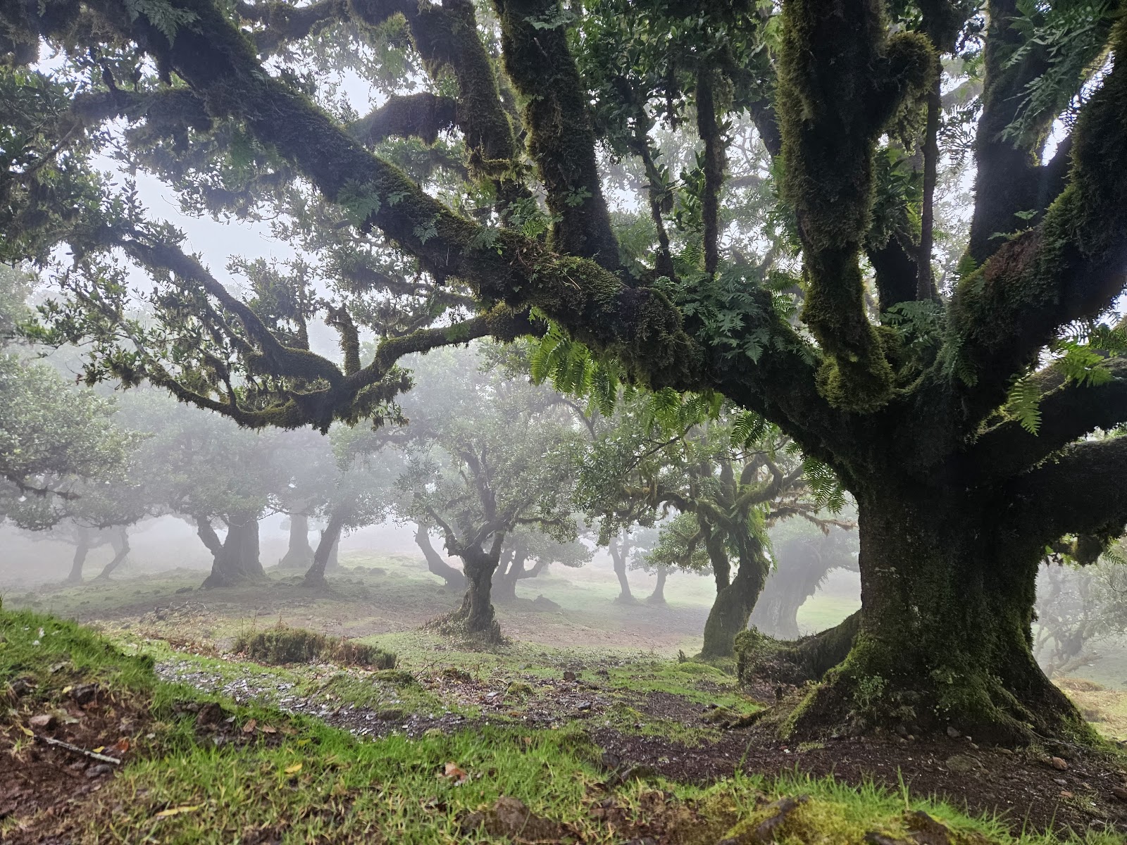 Fanal Forestry Station