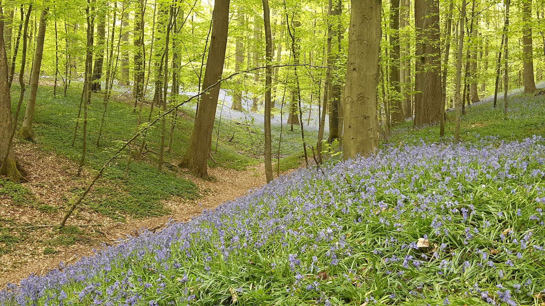 Forêt de Soignes (Sonian Forest)