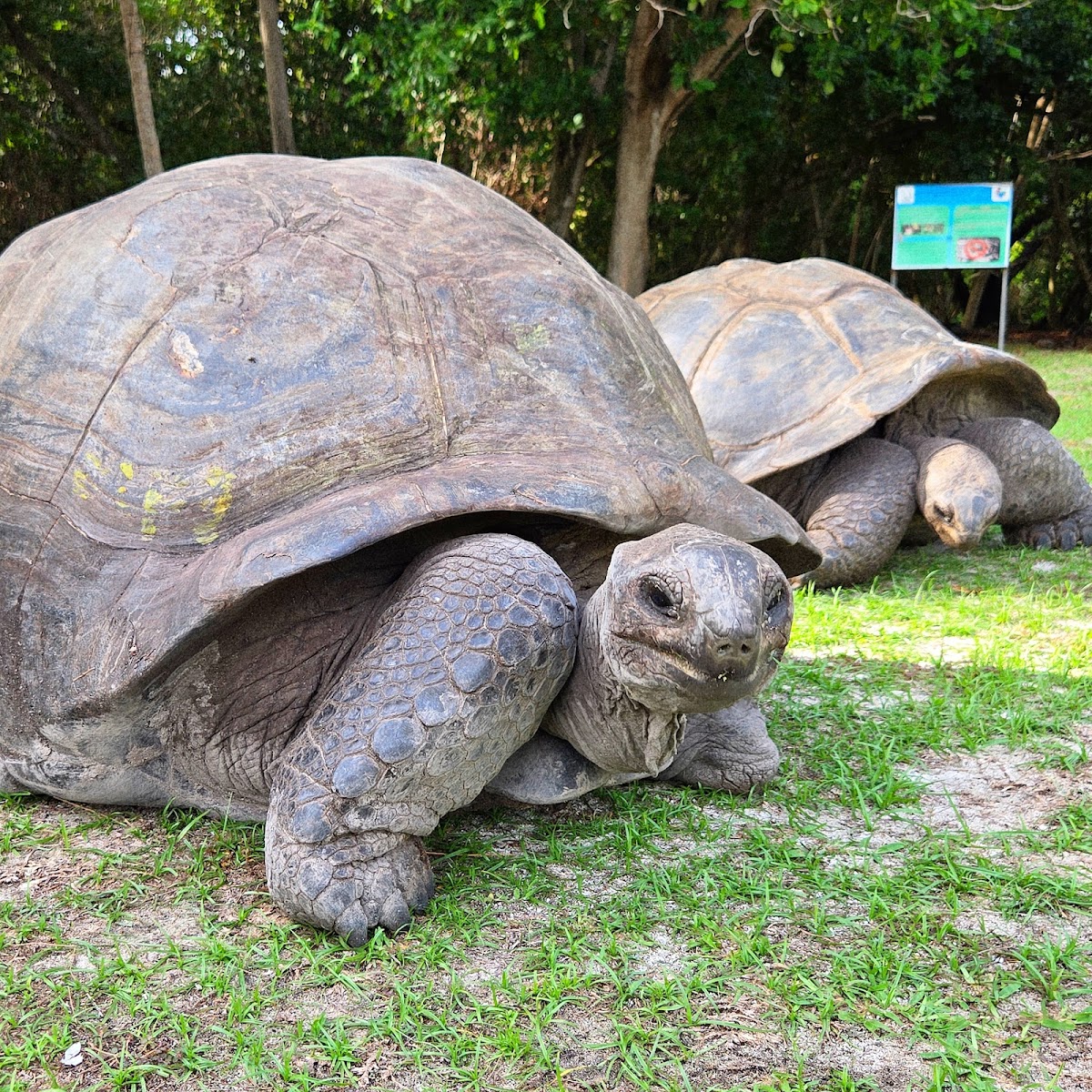 Giant Tortoise Sanctuary (Curieuse Island)