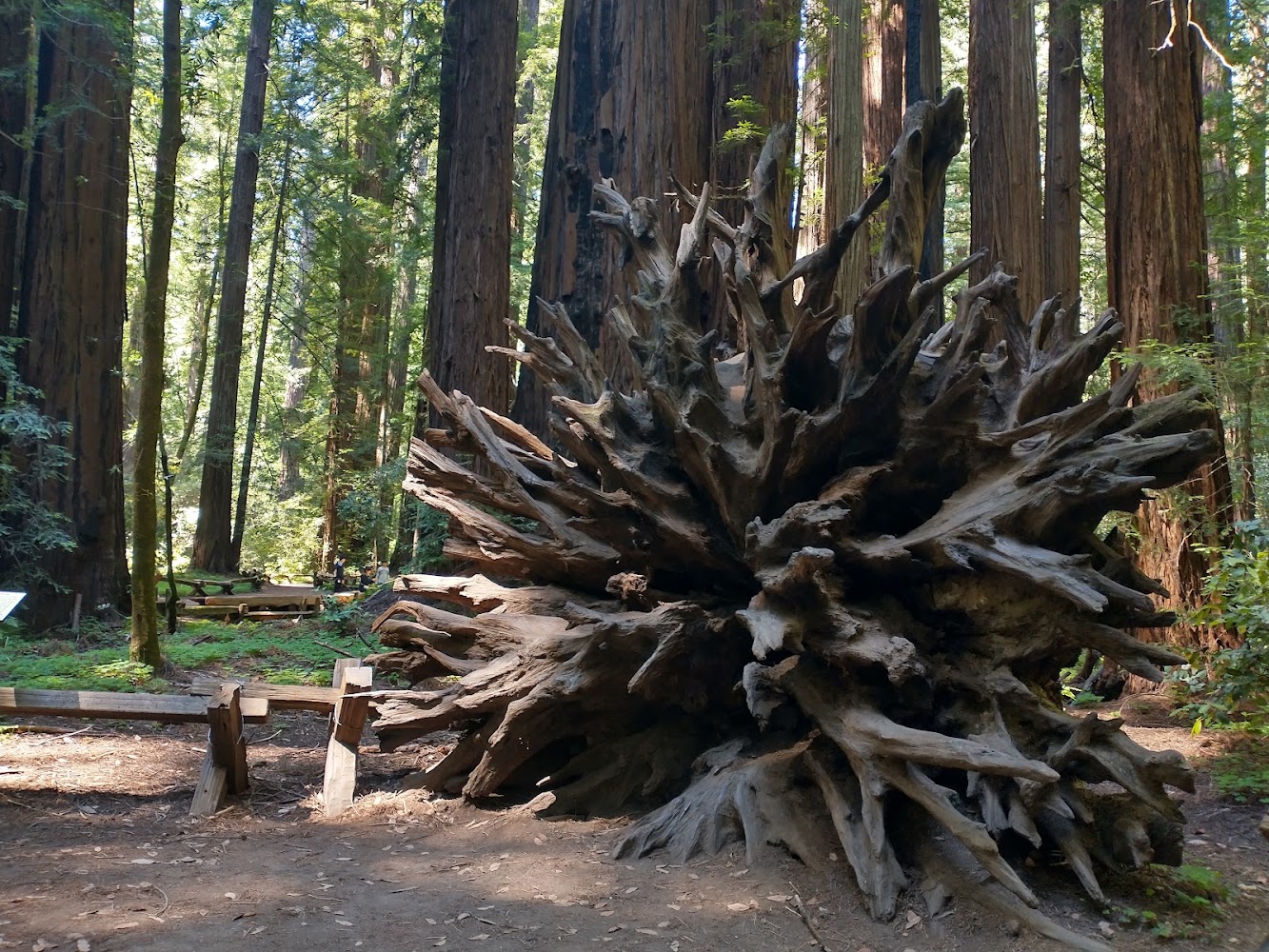 Armstrong Redwoods State Natural Reserve