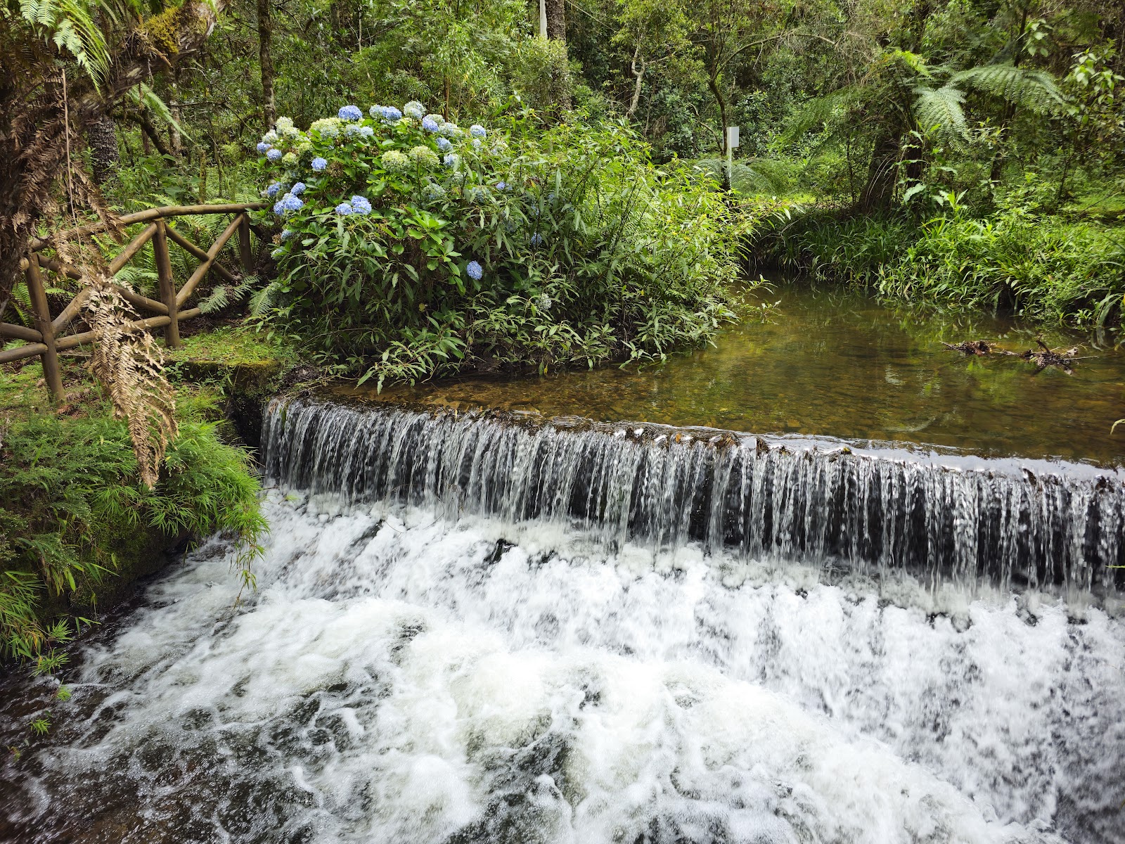 Horto Florestal de Campos do Jordão