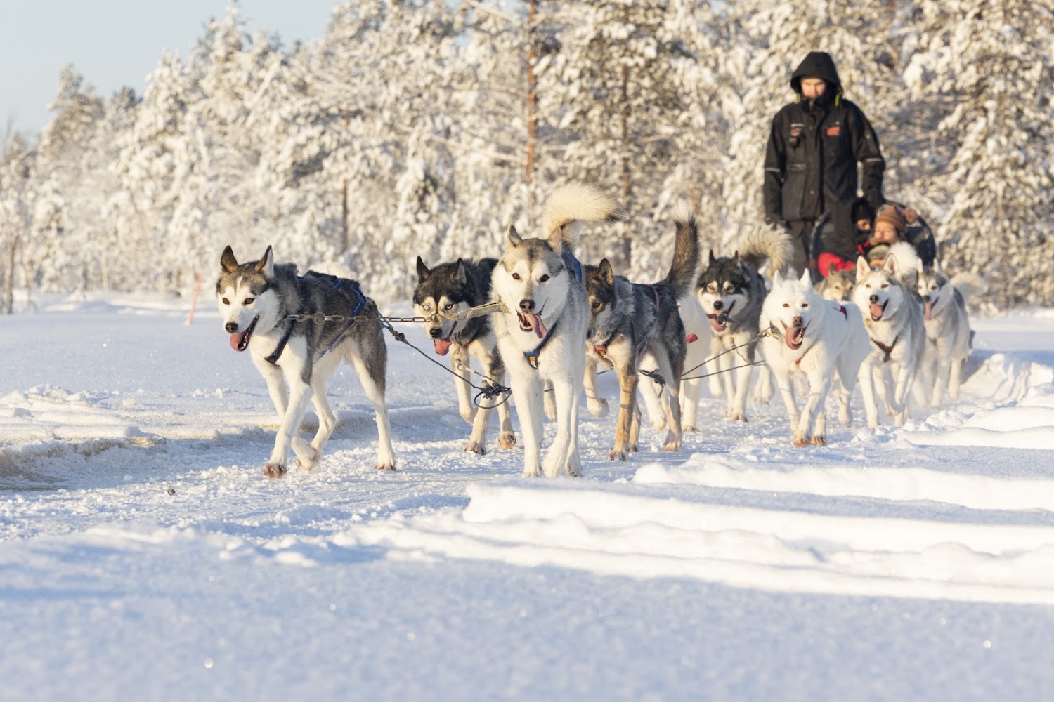 Husky Park