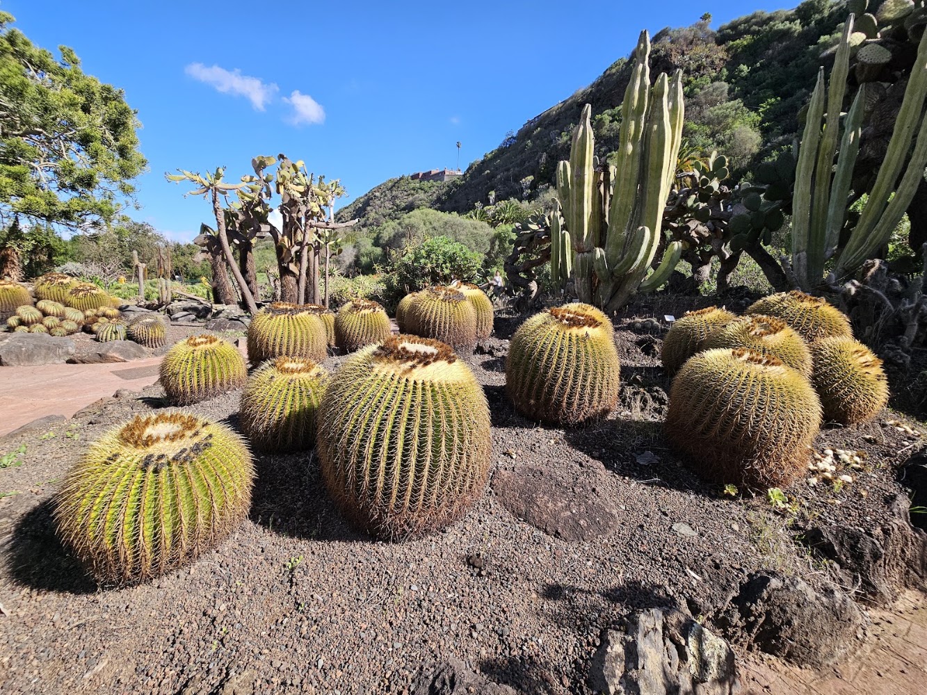 Jardín Botánico Canario Viera y Clavijo