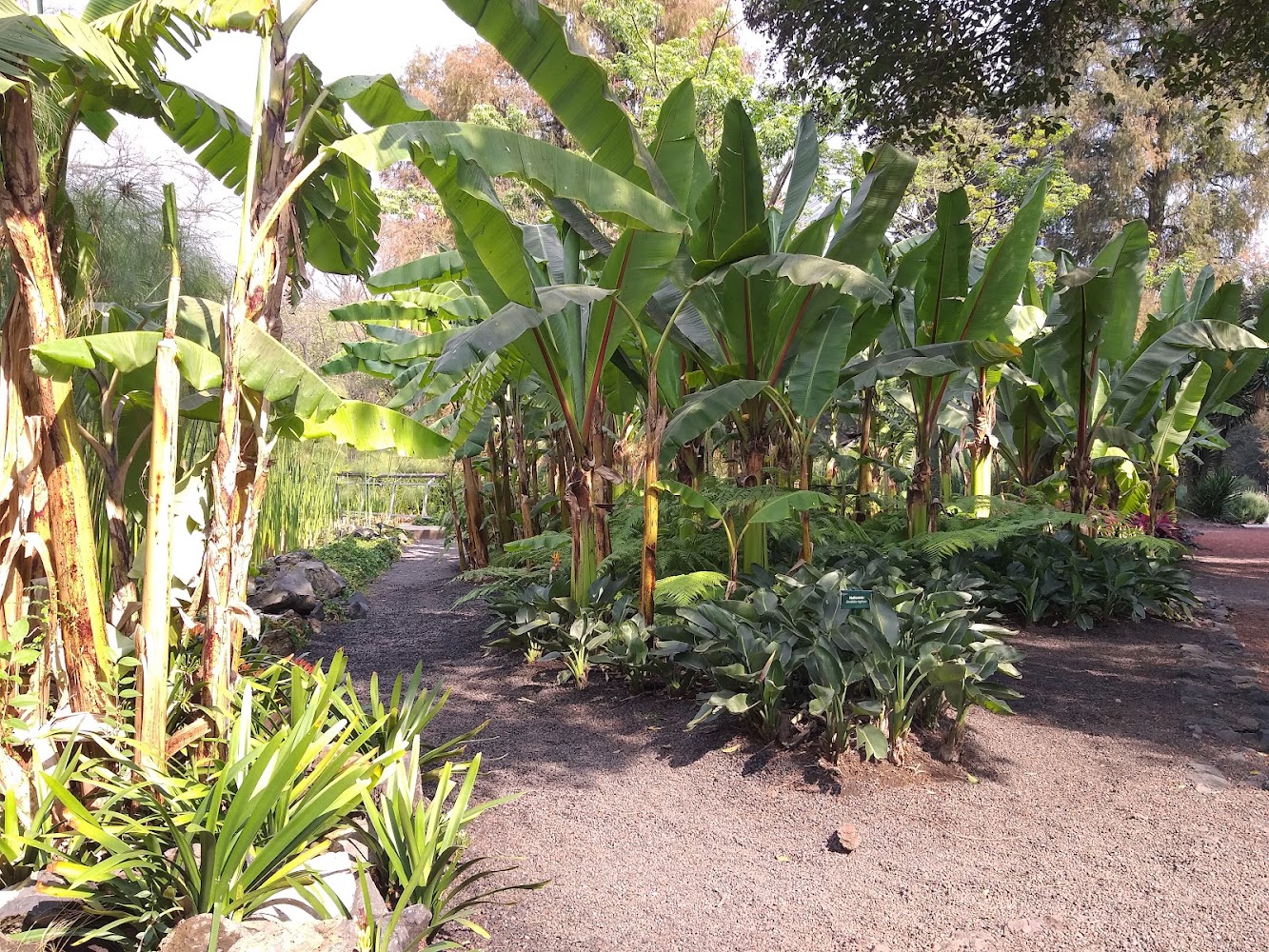 Jardín Botánico de Cactáceas