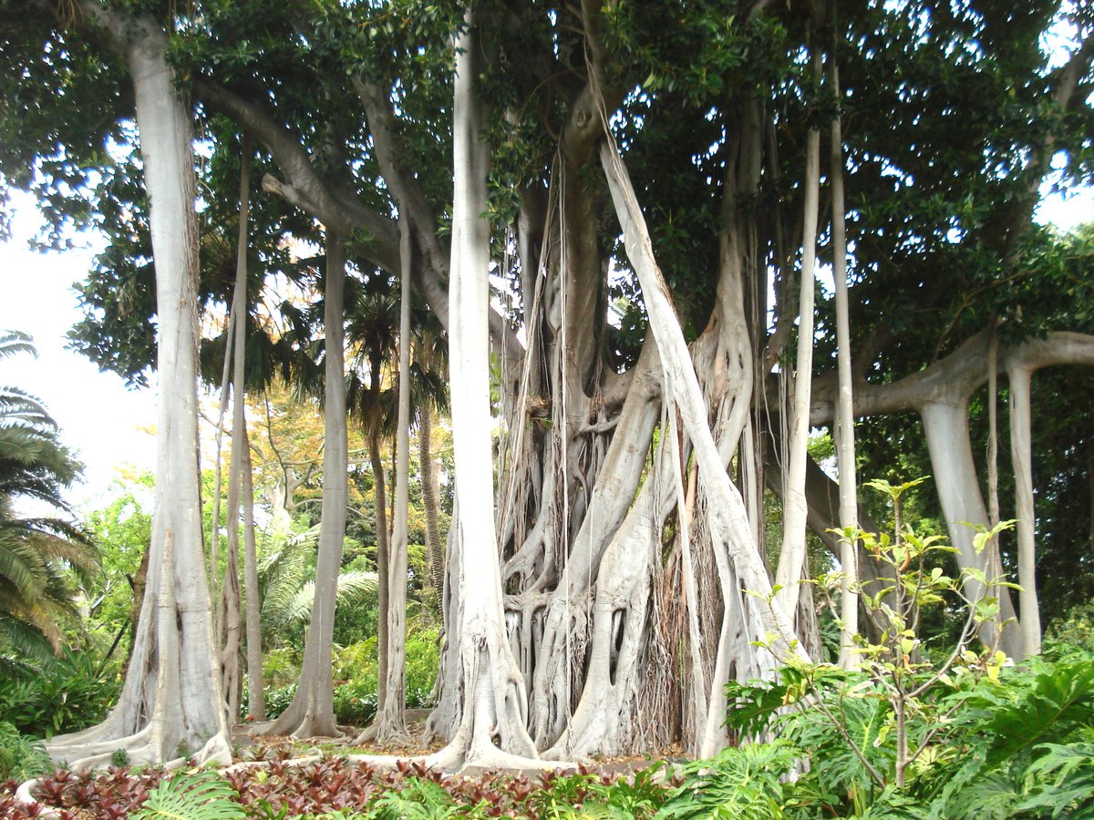 Jardín de Aclimatación de La Orotava (Botánico)