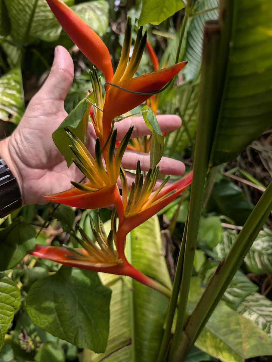 Kot Man-Ya Exotic Flower Garden