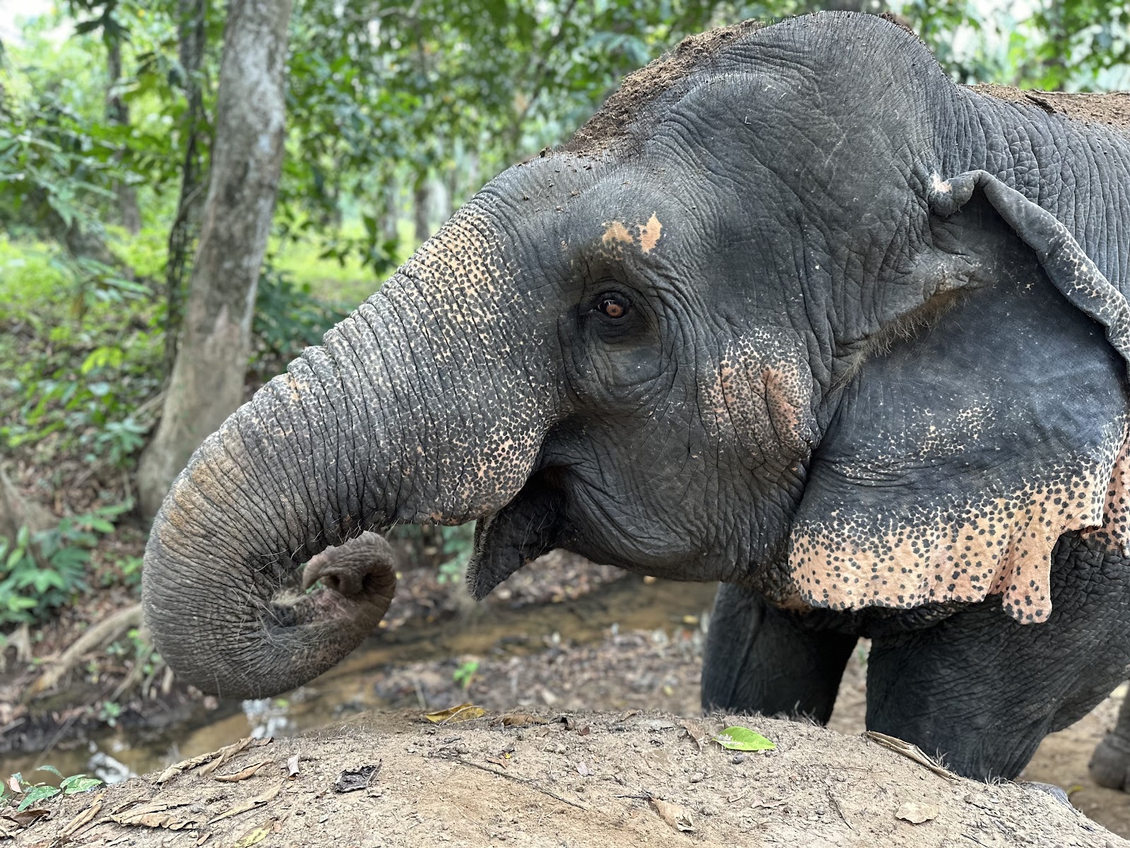 Krabi Elephant Sanctuary