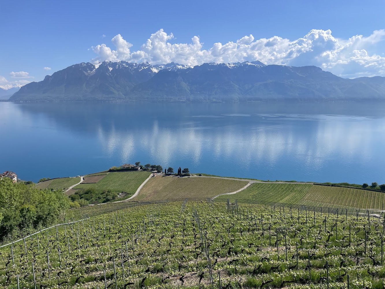 Lavaux Vineyard Terraces