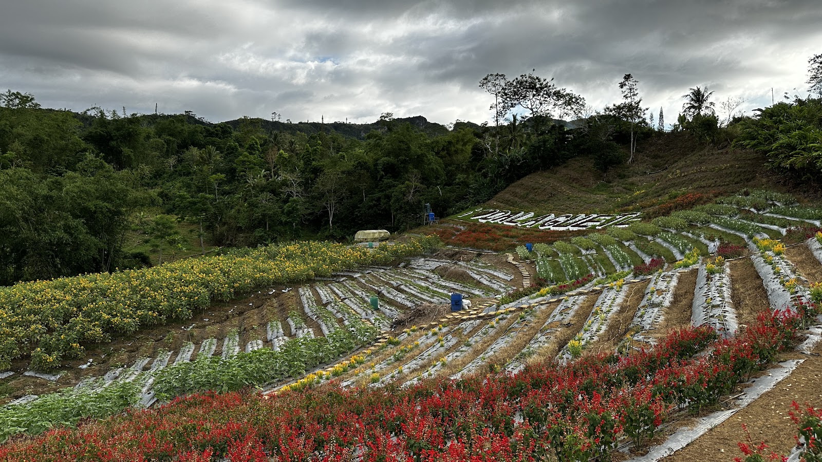 Mantalongon Dalaguete Strawberry Farm