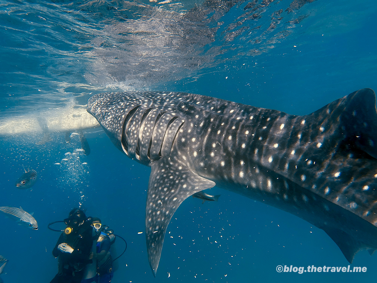 Oslob Whale Shark Watching