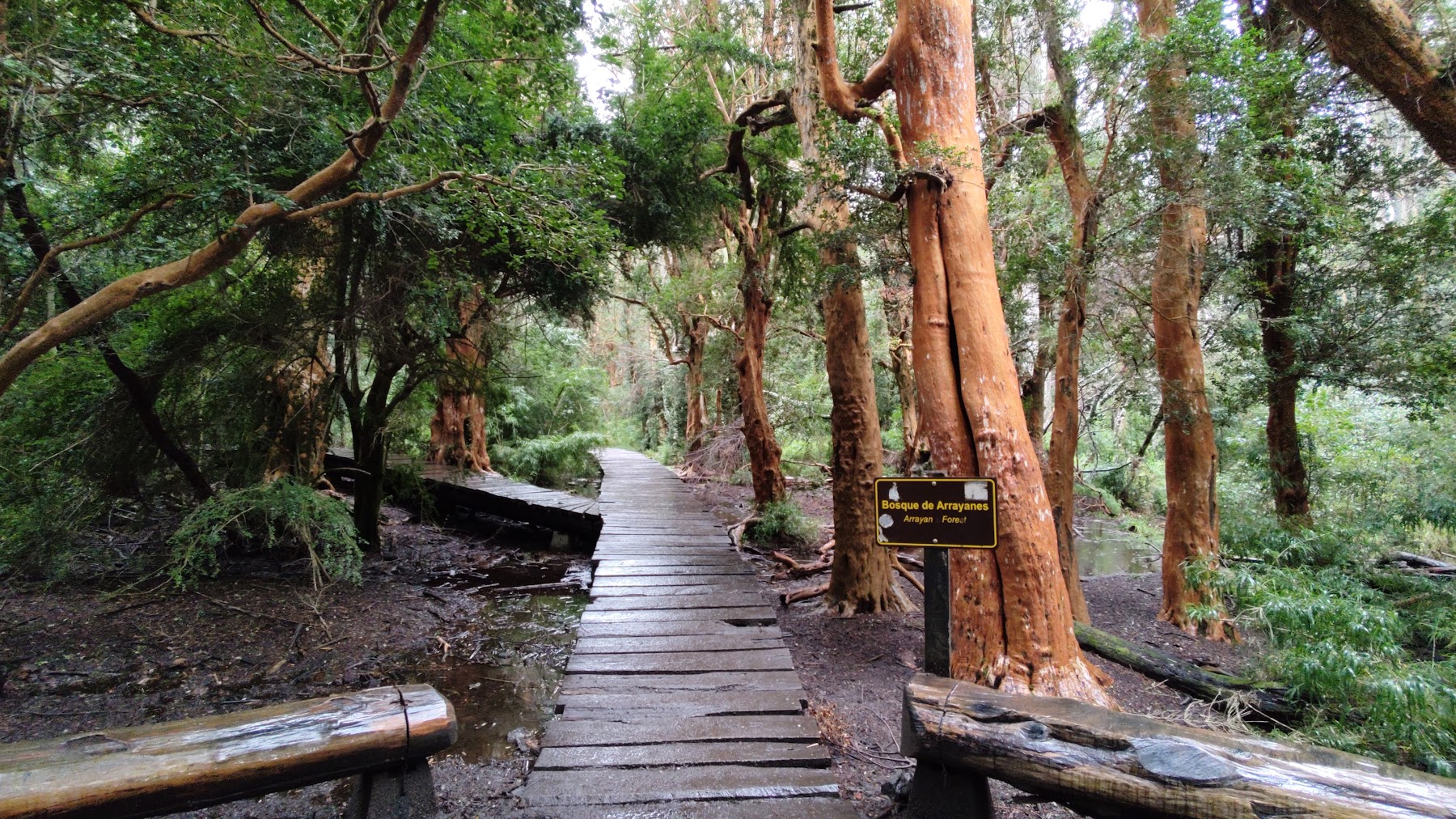 Parque Municipal Llao Llao (Sendero de los Arrayanes)