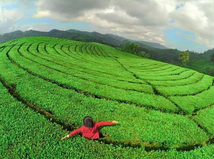 Perkebunan Teh Rancabali