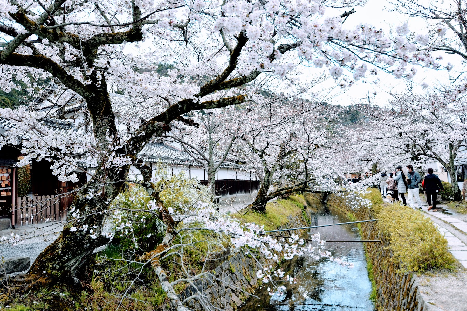 Tetsugaku No Michi