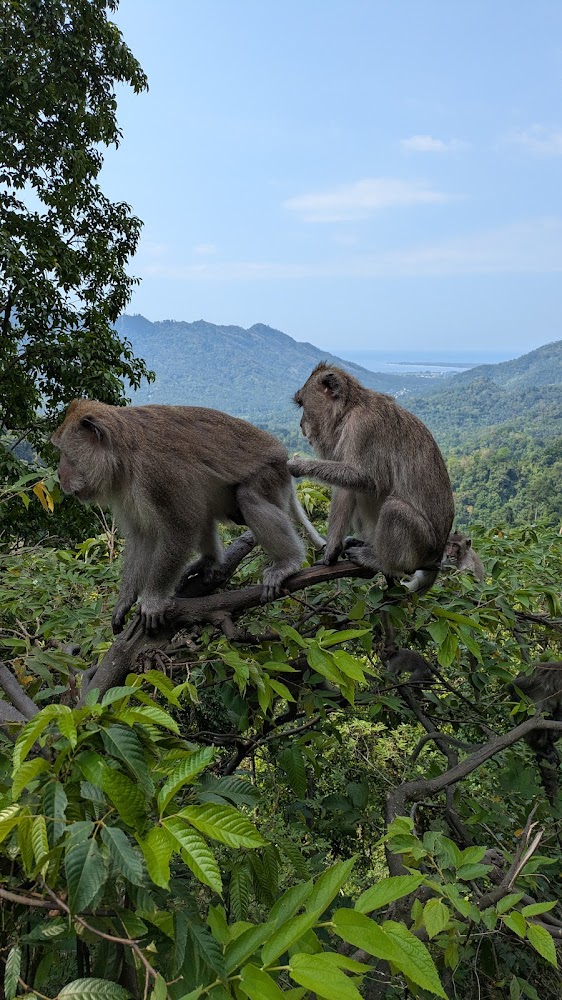 Pusuk Monkey Forest