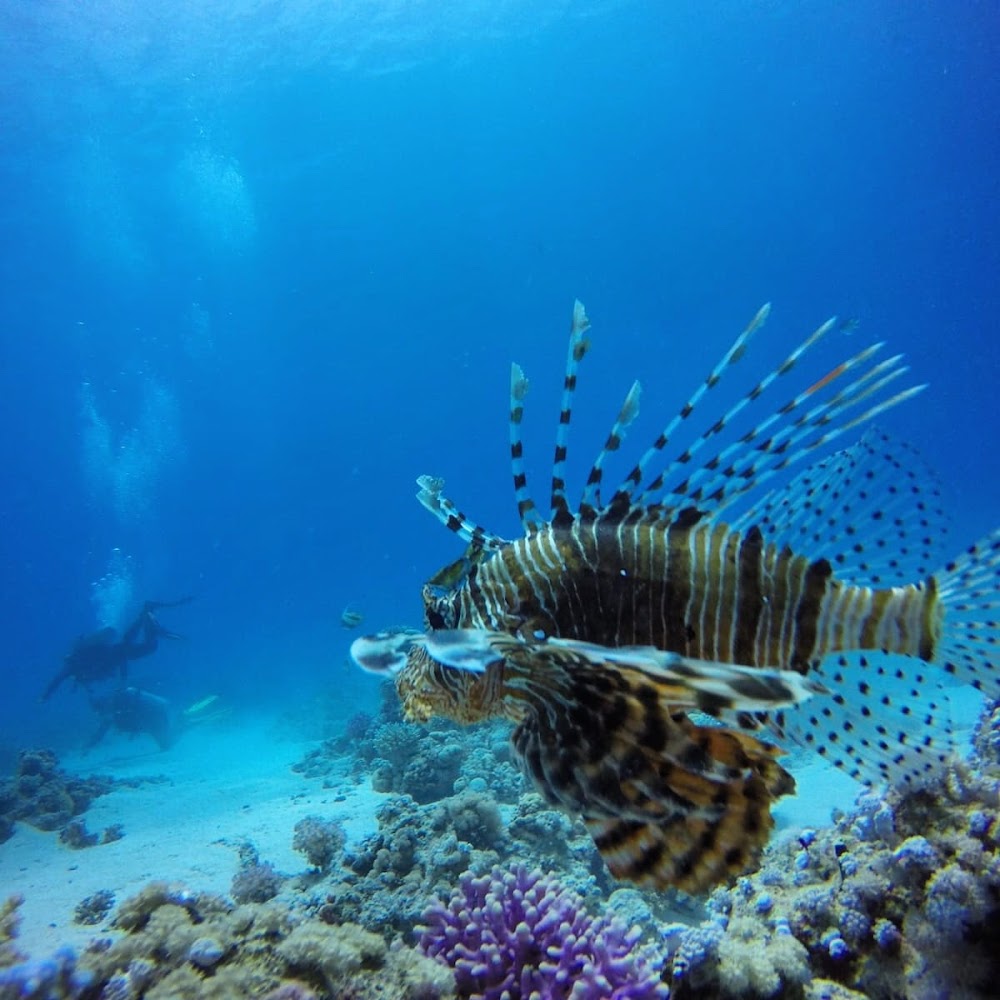 Ras Mohammed National Park