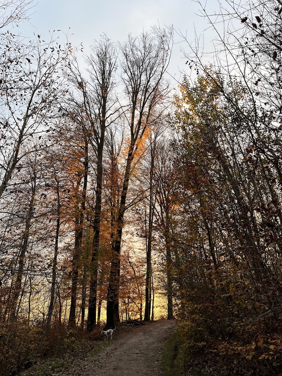 Rožnik Hill
