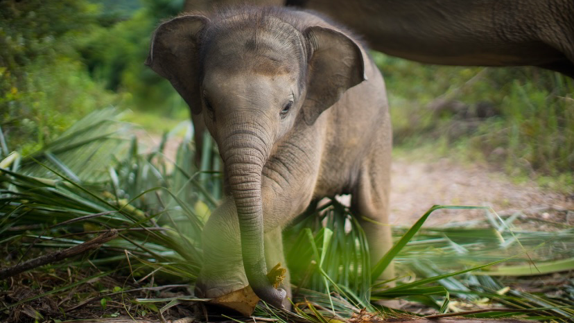 Samui Elephant Haven