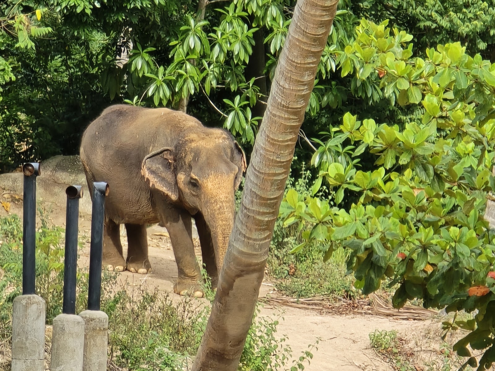 Samui Elephant Sanctuary (Chaweng Noi)