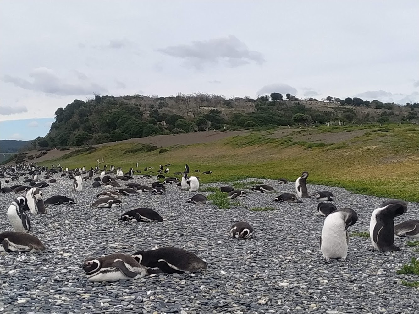 Isla Martillo (Penguin Island)