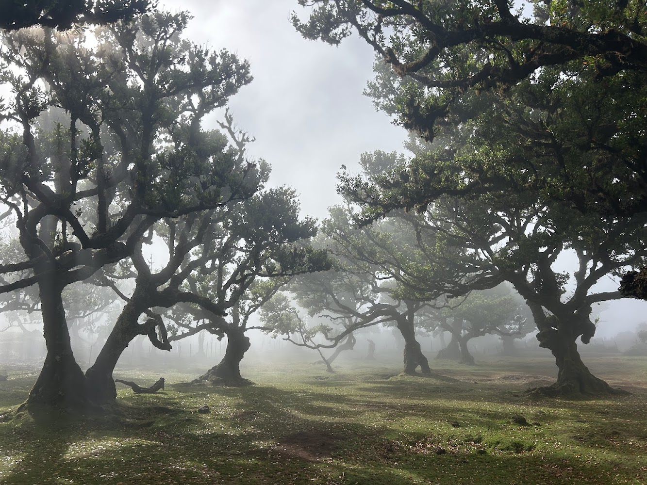 Fanal Forest