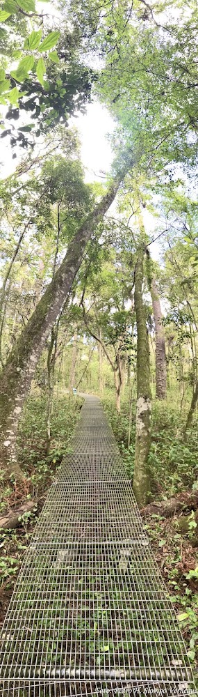 Bosque do Capão da Imbuia