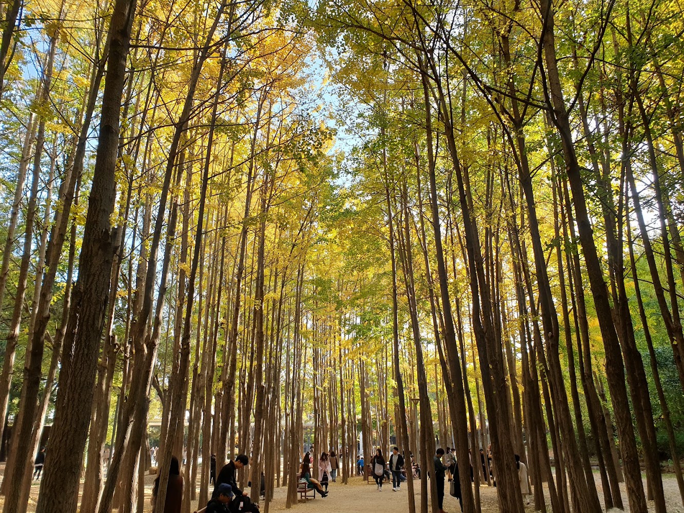Seoul Forest