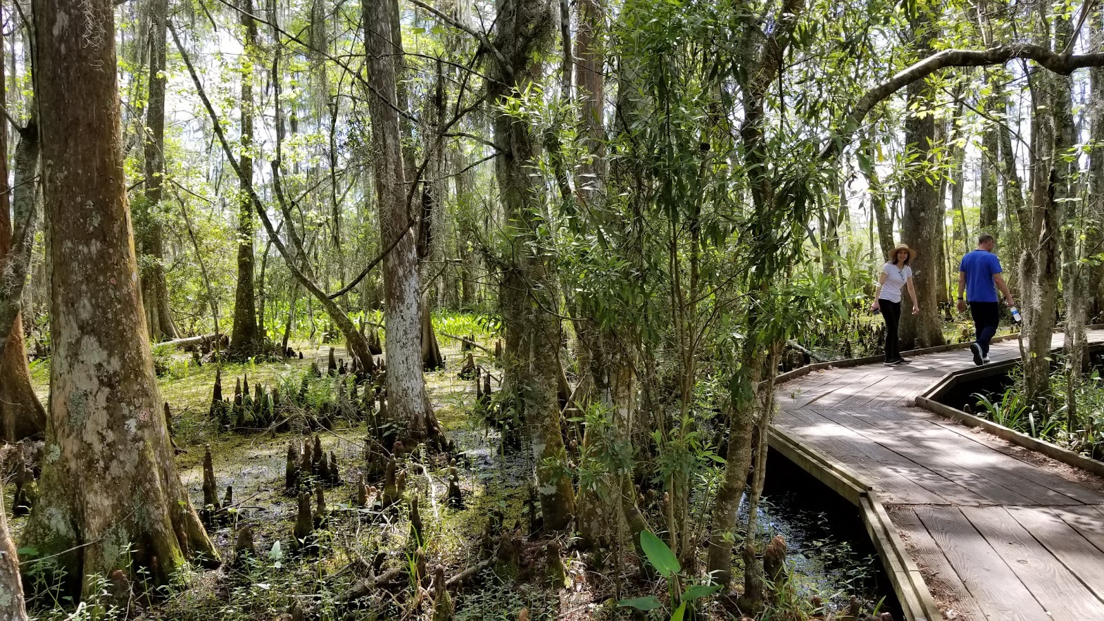 Jean Lafitte National Historical Park and Preserve (Barataria Preserve)