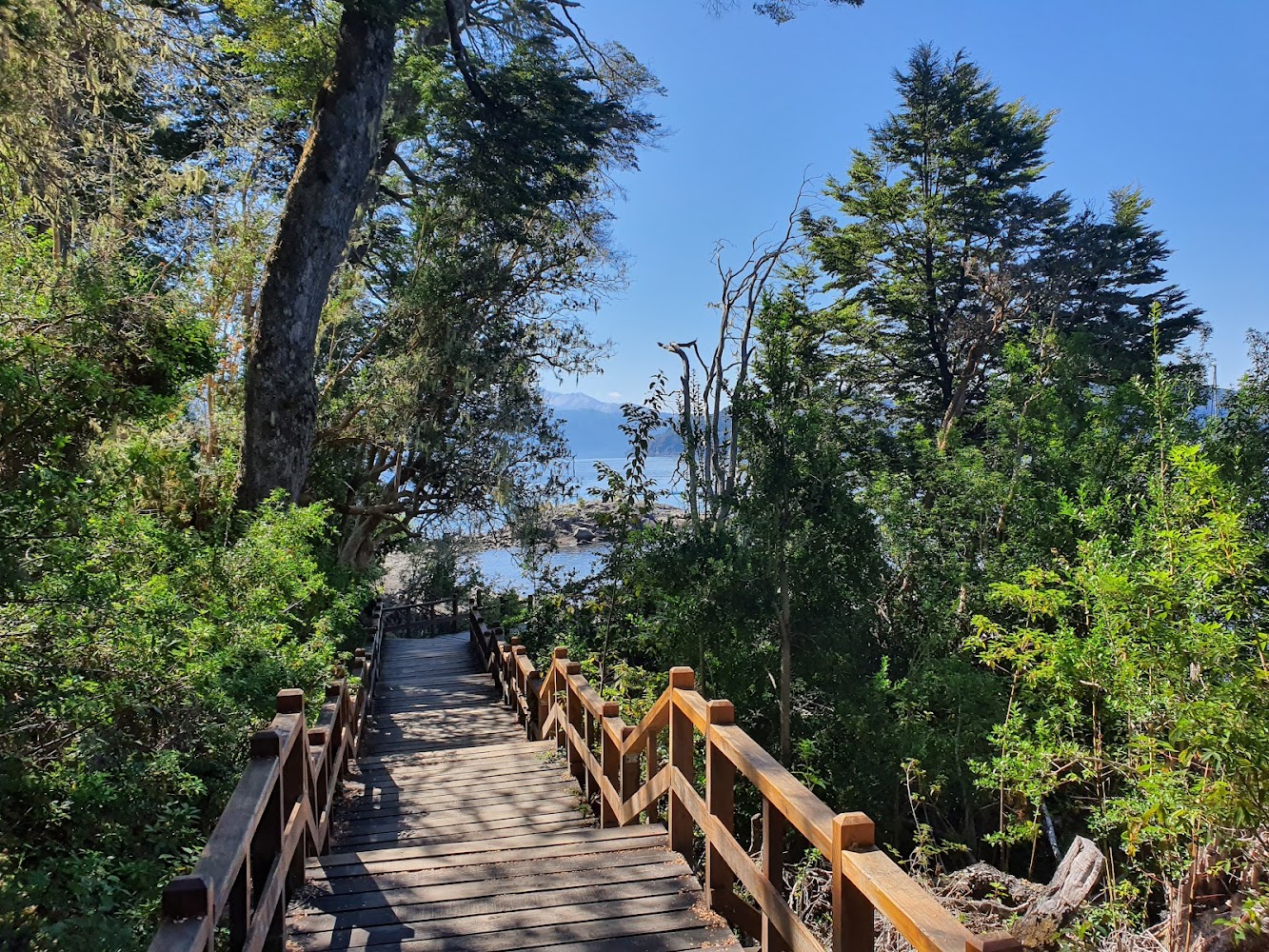 Bosque de Arrayanes (Quetrihué)