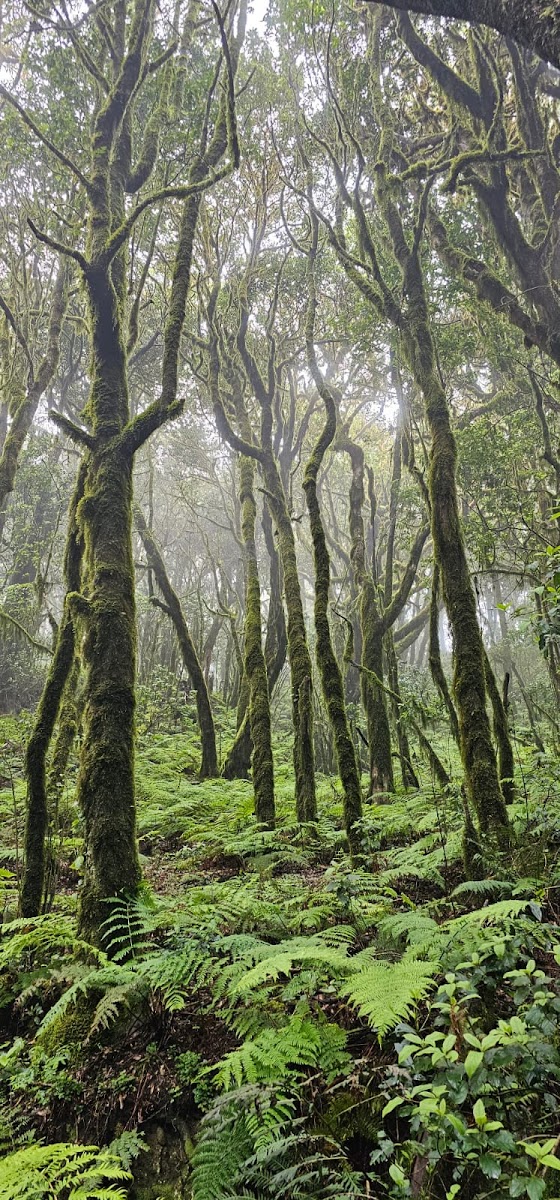 Sendero Bosque del Cedro