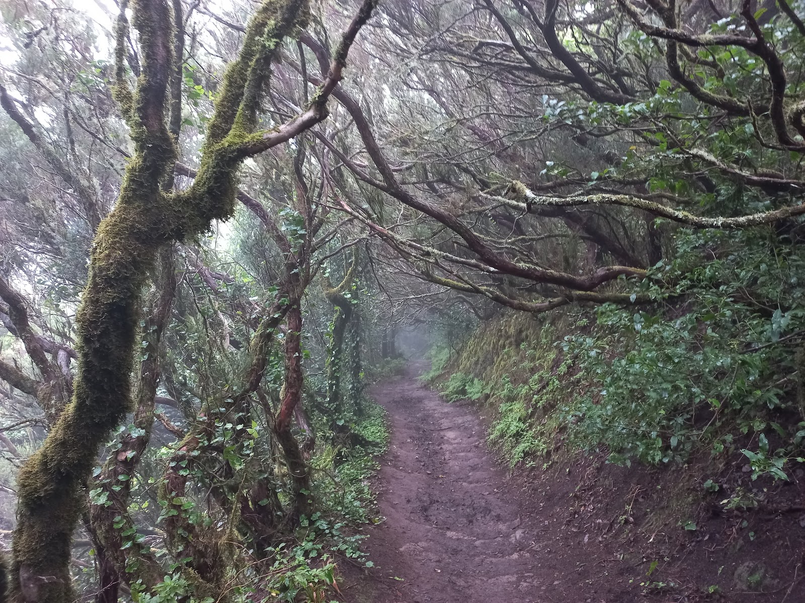 Sendero El Bosque Encantado (Pista de las Hiedras)