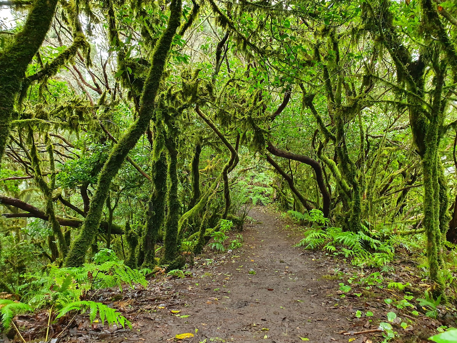 Sendero El Bosque Encantado (Pista de Las Hiedras)