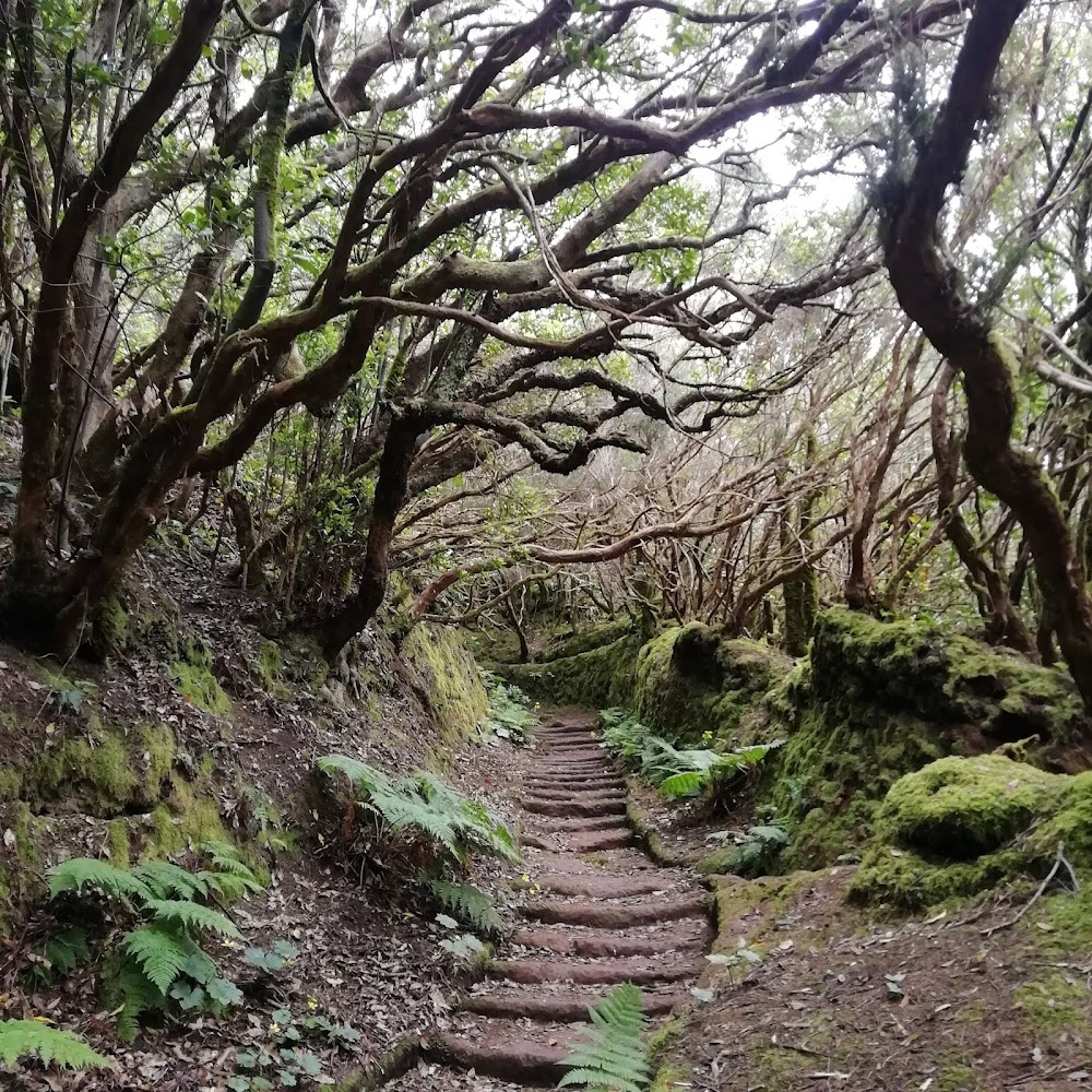 Sendero El Pijaral (Bosque Encantado)