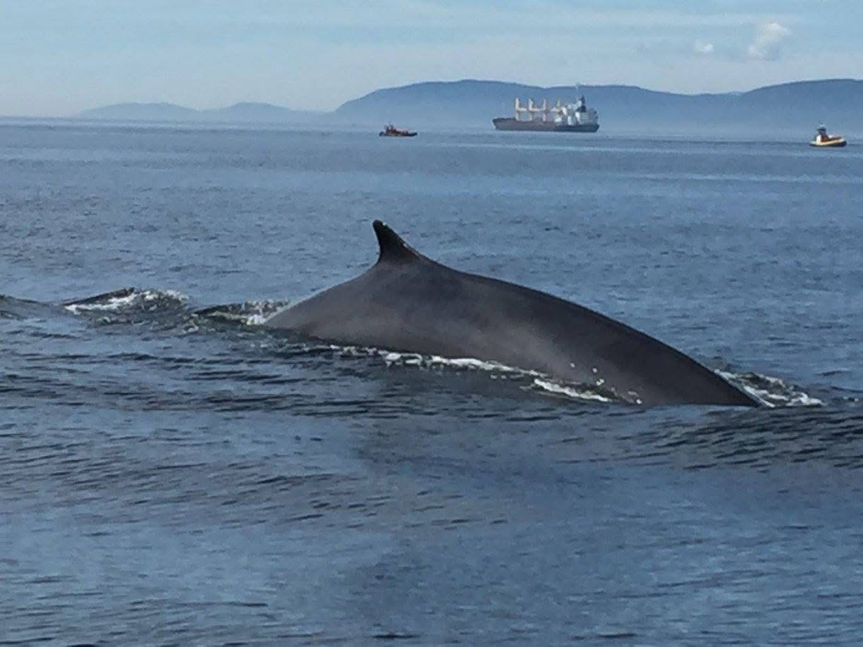 Tadoussac Whale Watching Departure Point