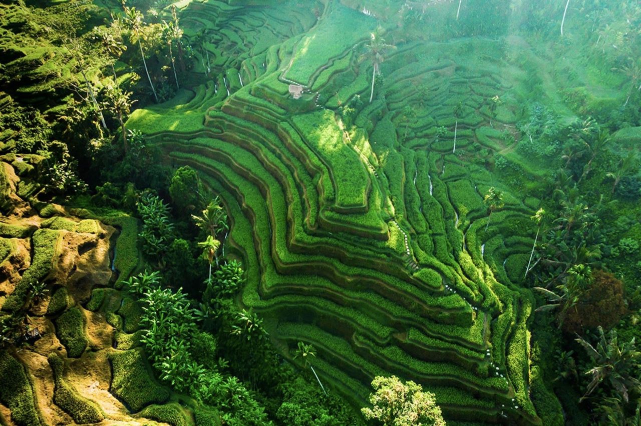 Tegalalang Rice Terrace