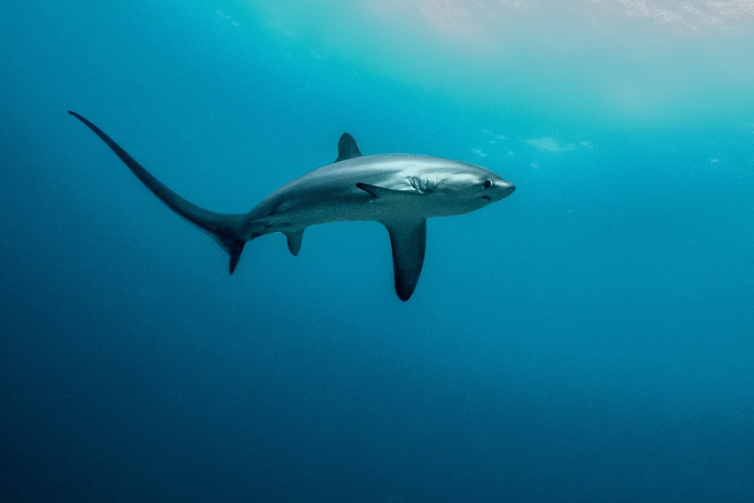 Thresher Shark Divers
