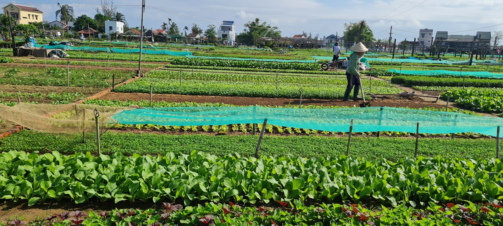 Tra Que Vegetable Village