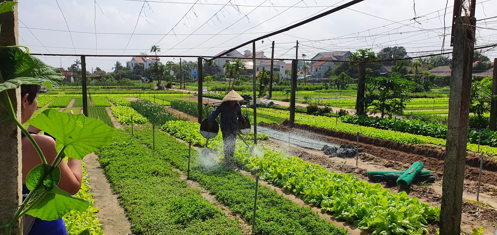 Tra Que Vegetable Village